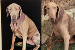 COMMISSIONED dog portraits: email coledane@gmail.com