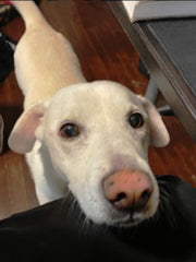 COMMISSIONED:  Dog portrait by Zenon Mattias