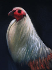 Rooster, cockerel, cock, gallo, Original Oil Painting on Black Velvet by Alfredo Rodriguez "ARGO" - #A147