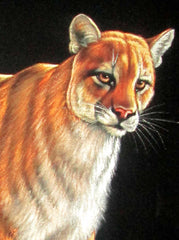 Mountain Lion, Leopard, Panther, Jaguar; Wild Cat; Original Oil Painting on Black Velvet ;   by Jorge Terrones -(size 18"x24")-p2 J086